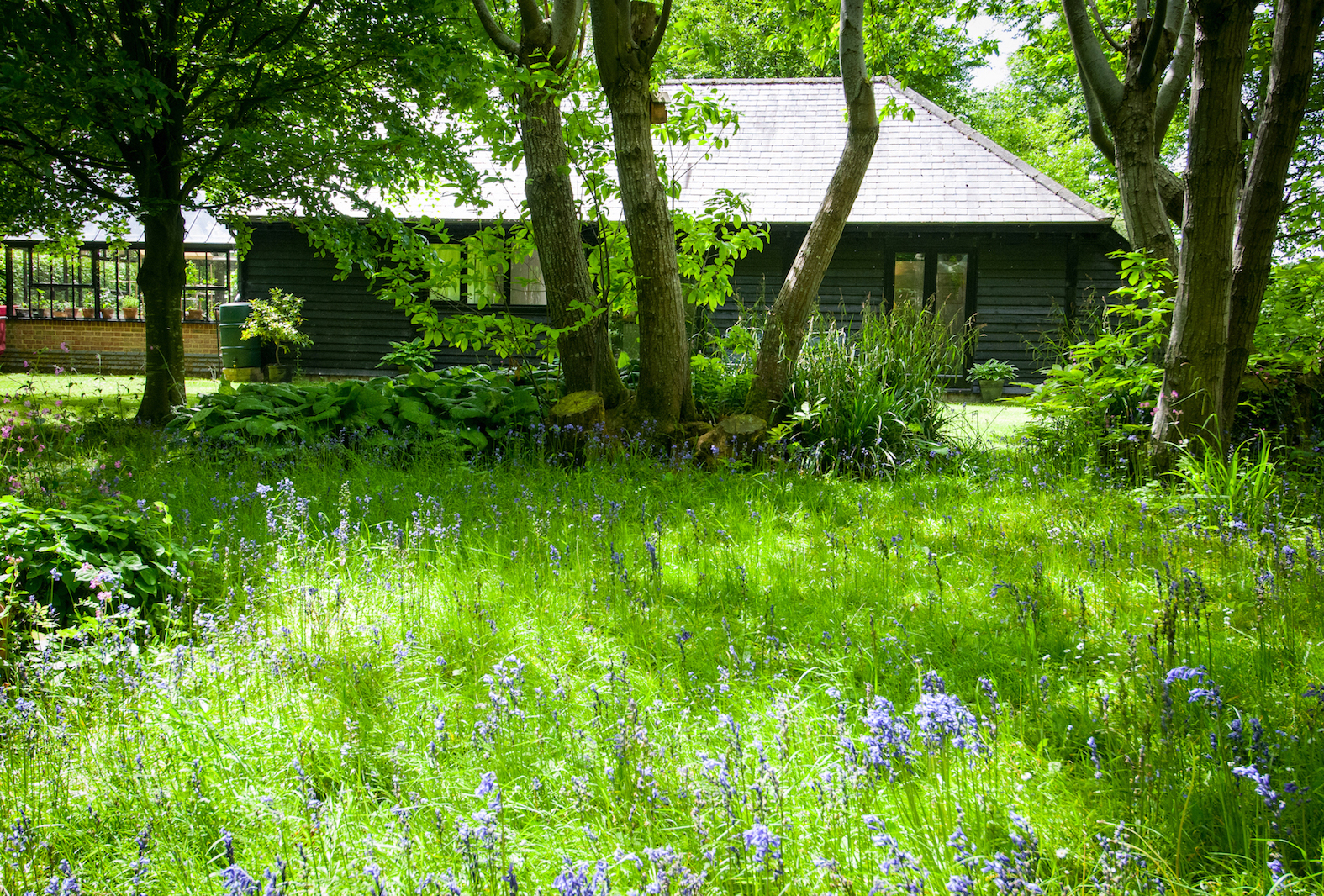 The view of the cottage from the bluebell woods, near Pewsey in Wiltshire